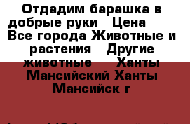 Отдадим барашка в добрые руки › Цена ­ 1 - Все города Животные и растения » Другие животные   . Ханты-Мансийский,Ханты-Мансийск г.